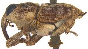 uploads/images/pest/okra shoot weevil.jpg